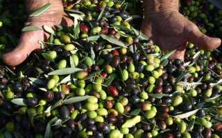 Консервированные маслины: польза и вред для организма, свойства, калорийность