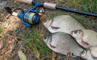 Сколько калорий в жареной рыбе речной (карась и карп)