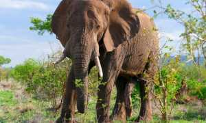 Сколько калорий в котлете из курицы, свинины, говядины, рыбы? Как меняется количество калорий в котлете жареной и паровой