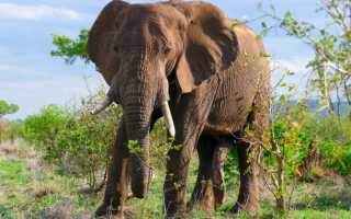 Сколько калорий в котлете из курицы, свинины, говядины, рыбы? Как меняется количество калорий в котлете жареной и паровой