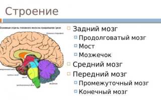 Функции долей головного мозга