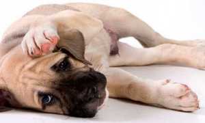 Сколько калорий содержится в моркови и как ее применять для похудения?