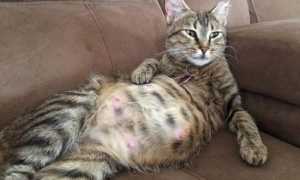 Керамические виниры E.Max