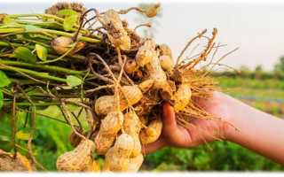 Чем полезен арахис для здоровья — 10 доказанных свойств