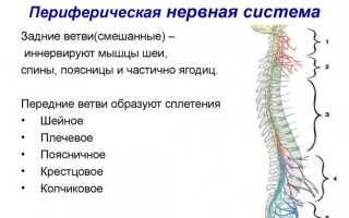 Поражения периферической нервной системы. Полиневропатии
