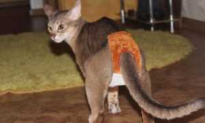 Какие импланты выбрать: немецкий премиум или корейский эконом?