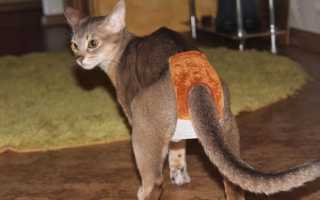 Какие импланты выбрать: немецкий премиум или корейский эконом?