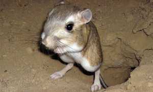 Что такое отруби и с чем их едят: самый полный гид от TEA.ru