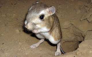 Что такое отруби и с чем их едят: самый полный гид от TEA.ru