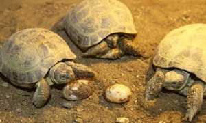 Аппаратный педикюр: как делается, плюсы и минусы, виды