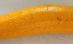 Кабачки при похудении. Правда ли они такие диетические?