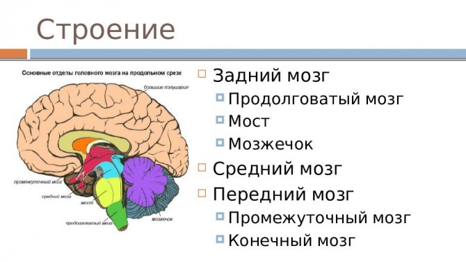 Основные части мозга: задний мозг, средний мозг и передний мозг