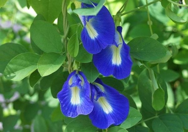 Тайский синий анчан чай. Свойства, как заваривать для похудения