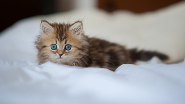 Канефрон коту при хпн