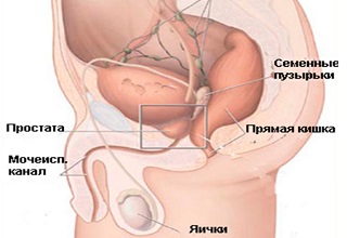 Где находится простата у мужчин как ее найти фото