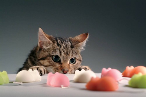 Кот и мыши Кот и мыши