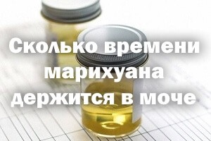 Какое время держится марихуана в моче Сколько держится марихуана в моче