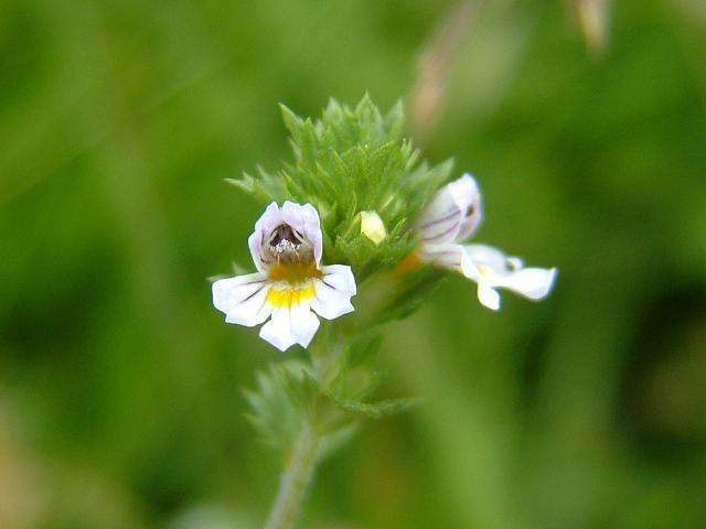 Урологический сбор инструкция по применению